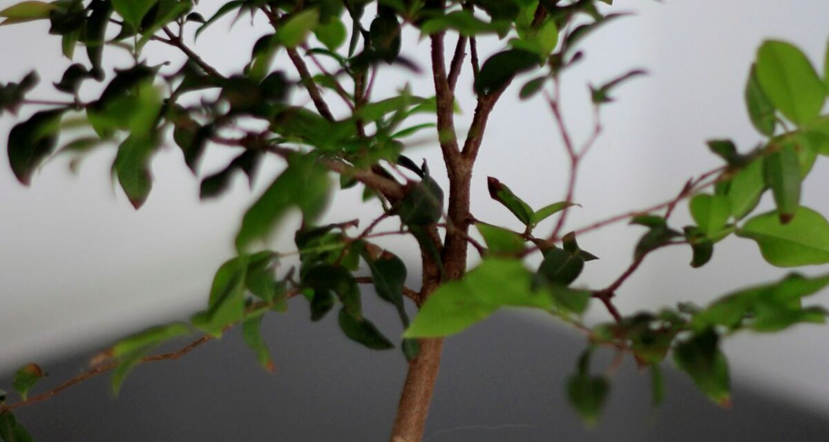 bonsai de jabuticaba