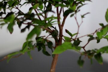 bonsai de jabuticaba