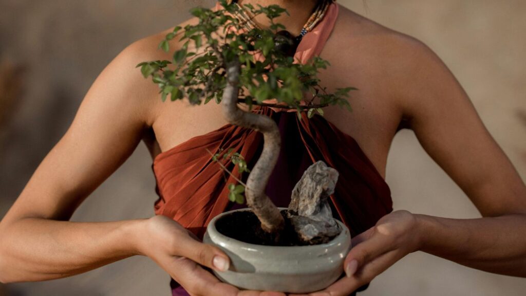 bonsai meditação