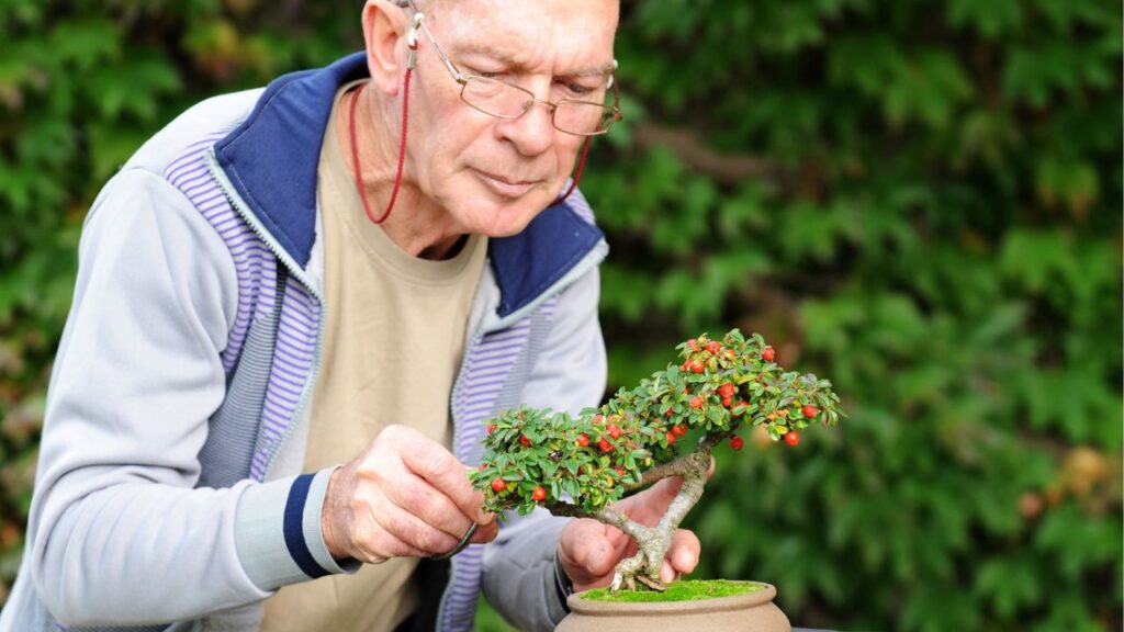 bonsai terapeutico