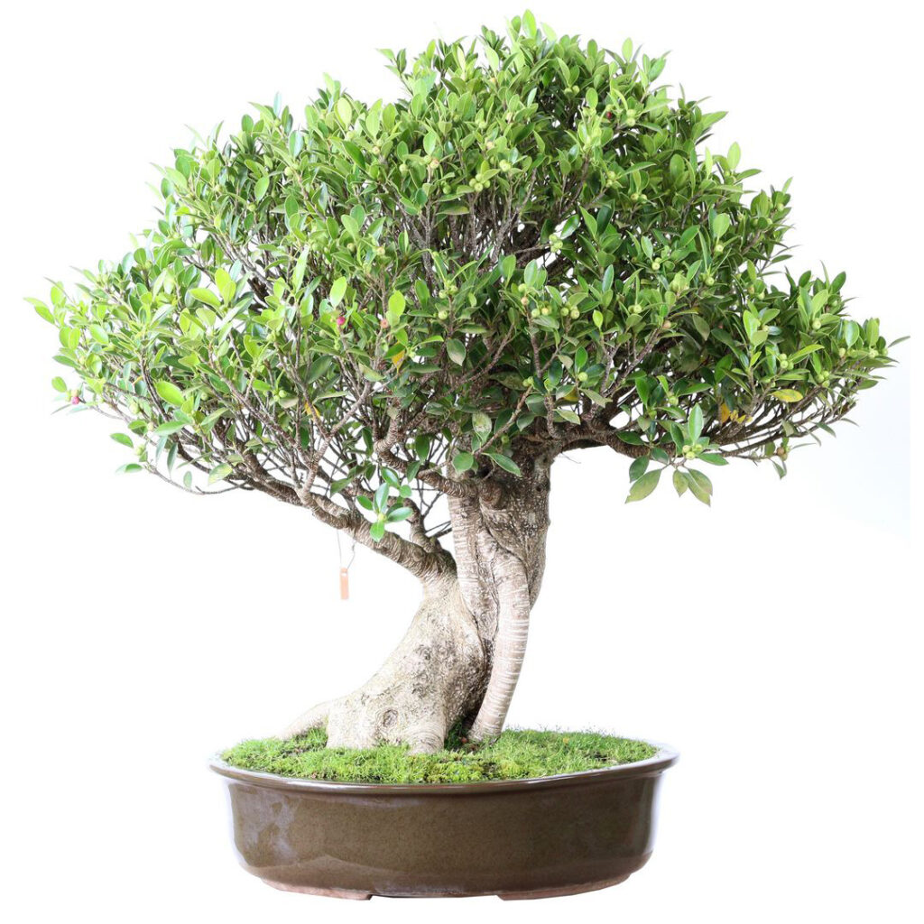 cantinho zen com bonsai ficus retusa