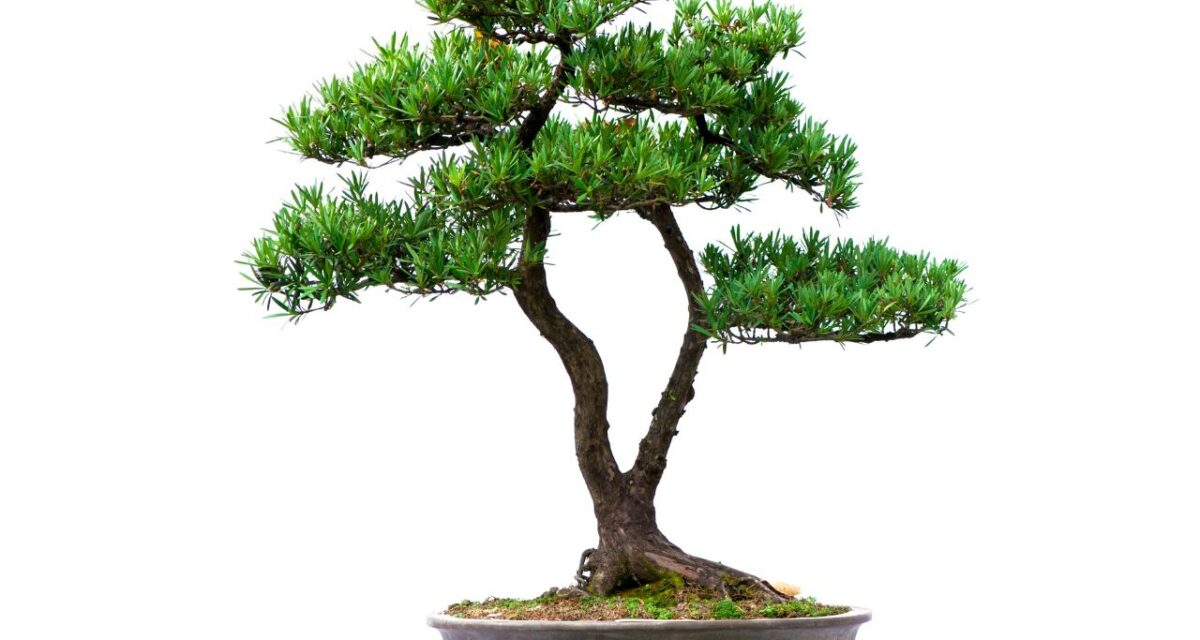 o que é bonsai