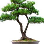 o que é bonsai